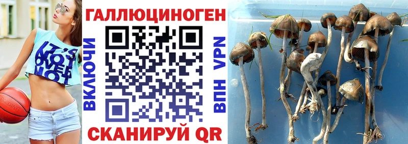 Галлюциногенные грибы Psilocybine cubensis  Черноголовка 
